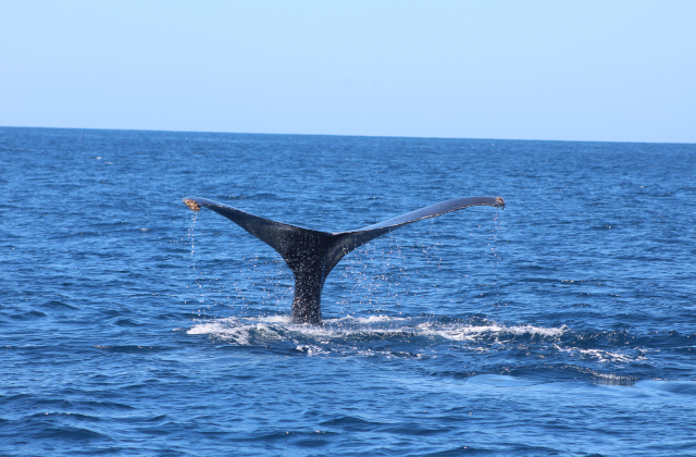 Humpback whale