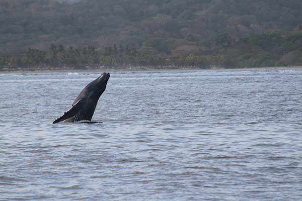 Whales in Guanacaste